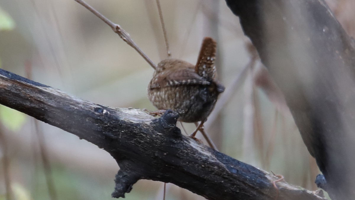 Winter Wren - ML646017999