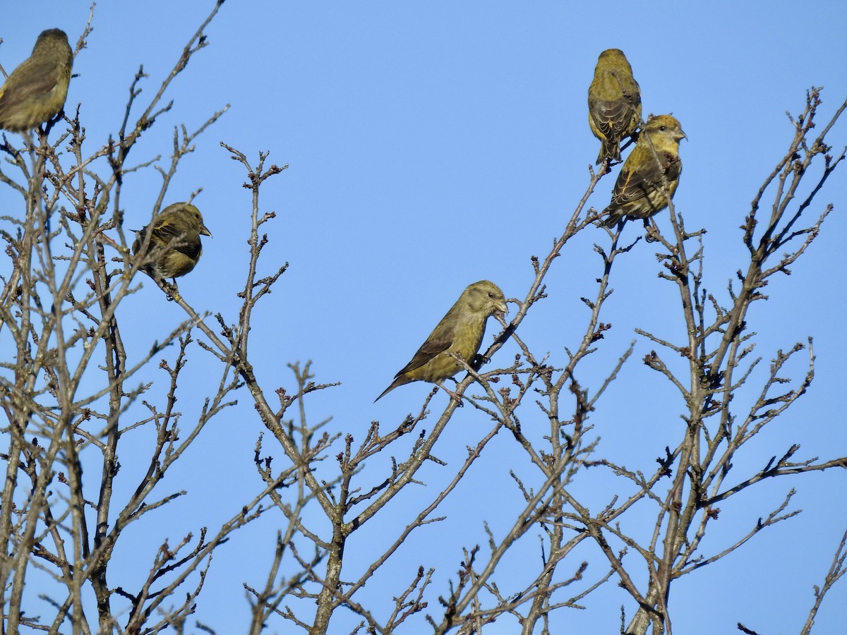 Red Crossbill (Douglas-fir or type 4) - ML646018001