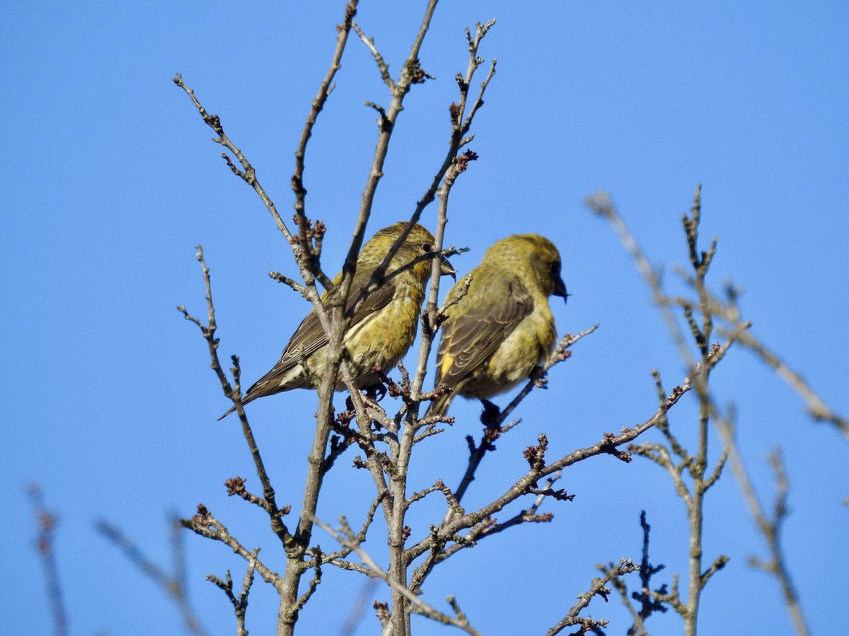 Red Crossbill (Douglas-fir or type 4) - ML646018003
