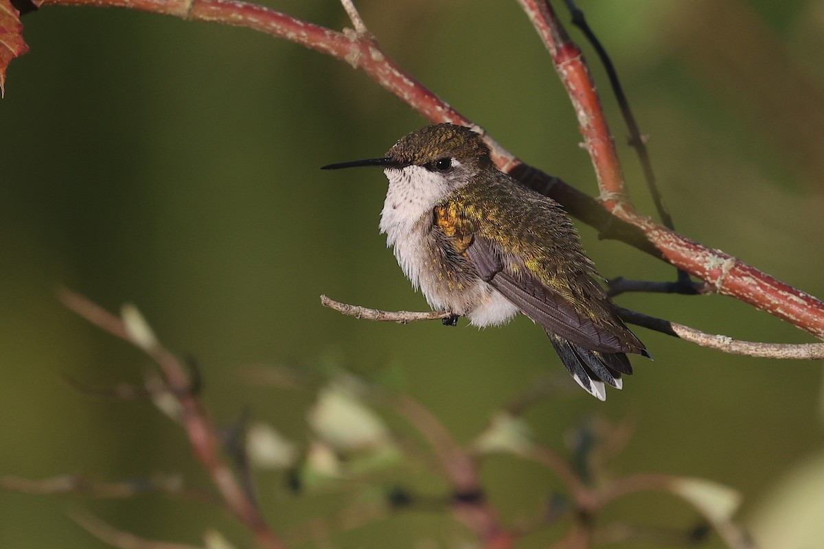 Рубиновогорлый колибри - ML646018008