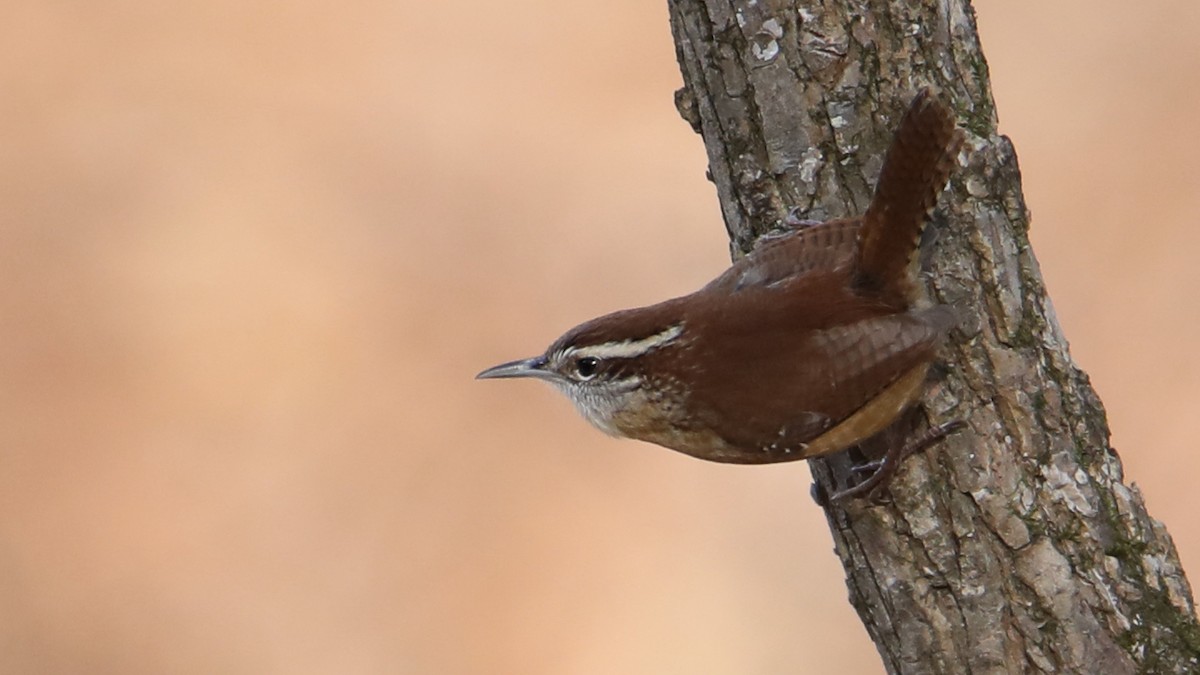 Carolina Wren - ML646018010