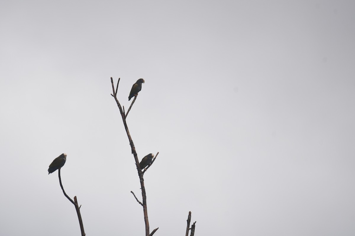 White-crowned Parrot - ML646018011