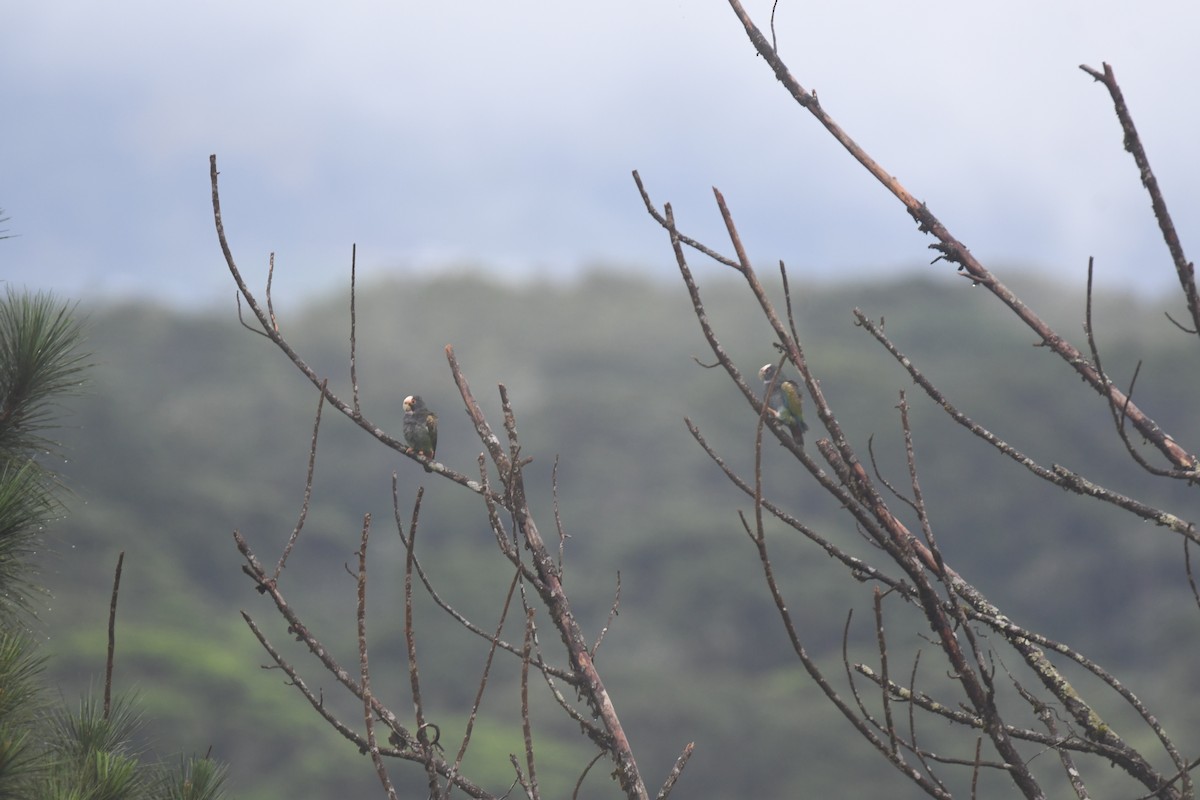 White-crowned Parrot - ML646018012