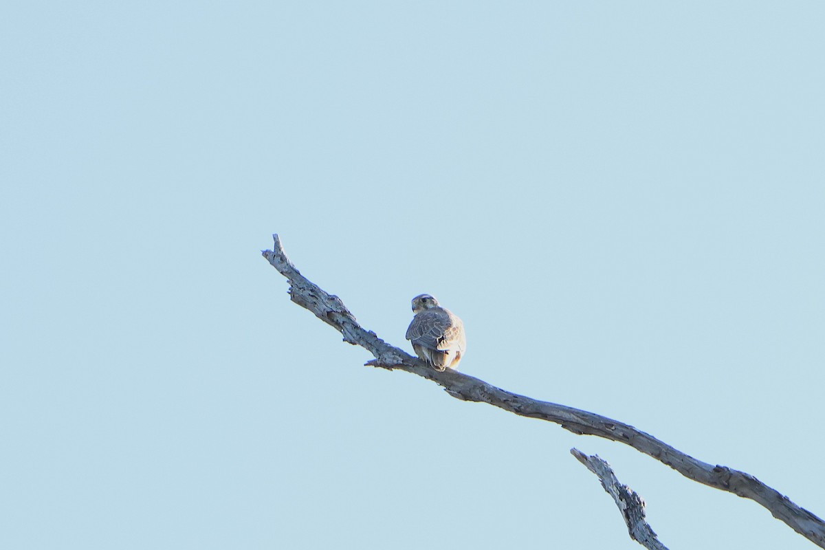 Prairie Falcon - ML646018014