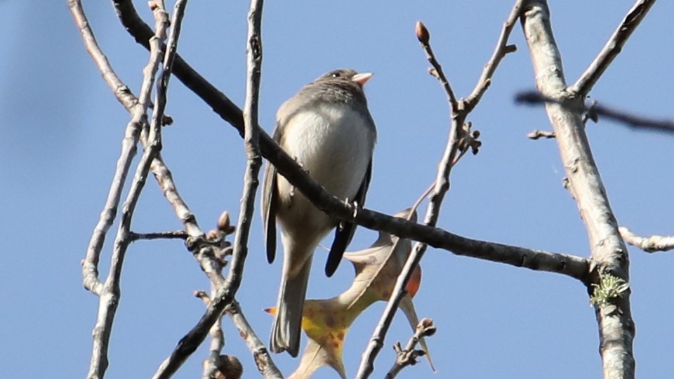 Dark-eyed Junco - ML646018016