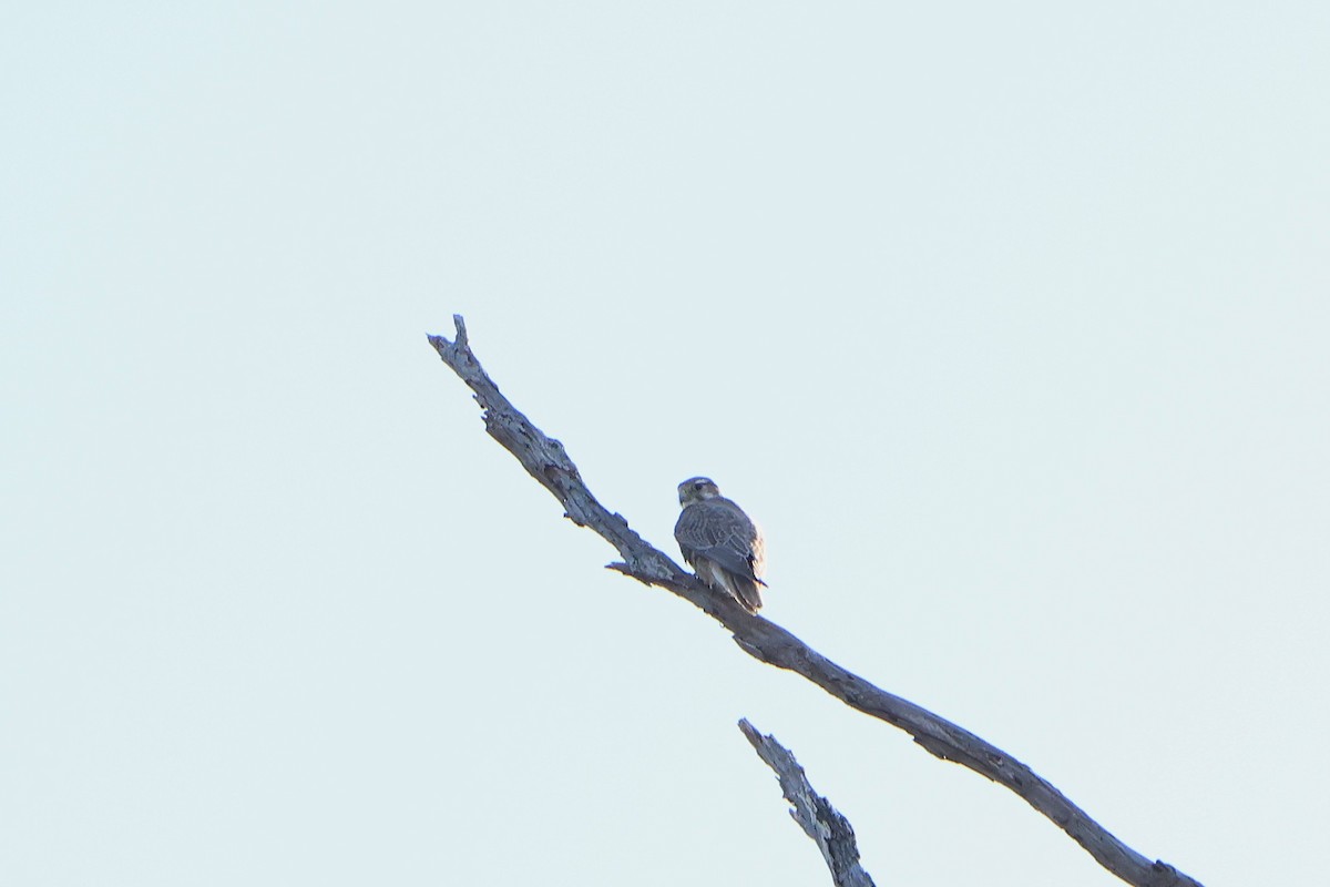 Prairie Falcon - ML646018019