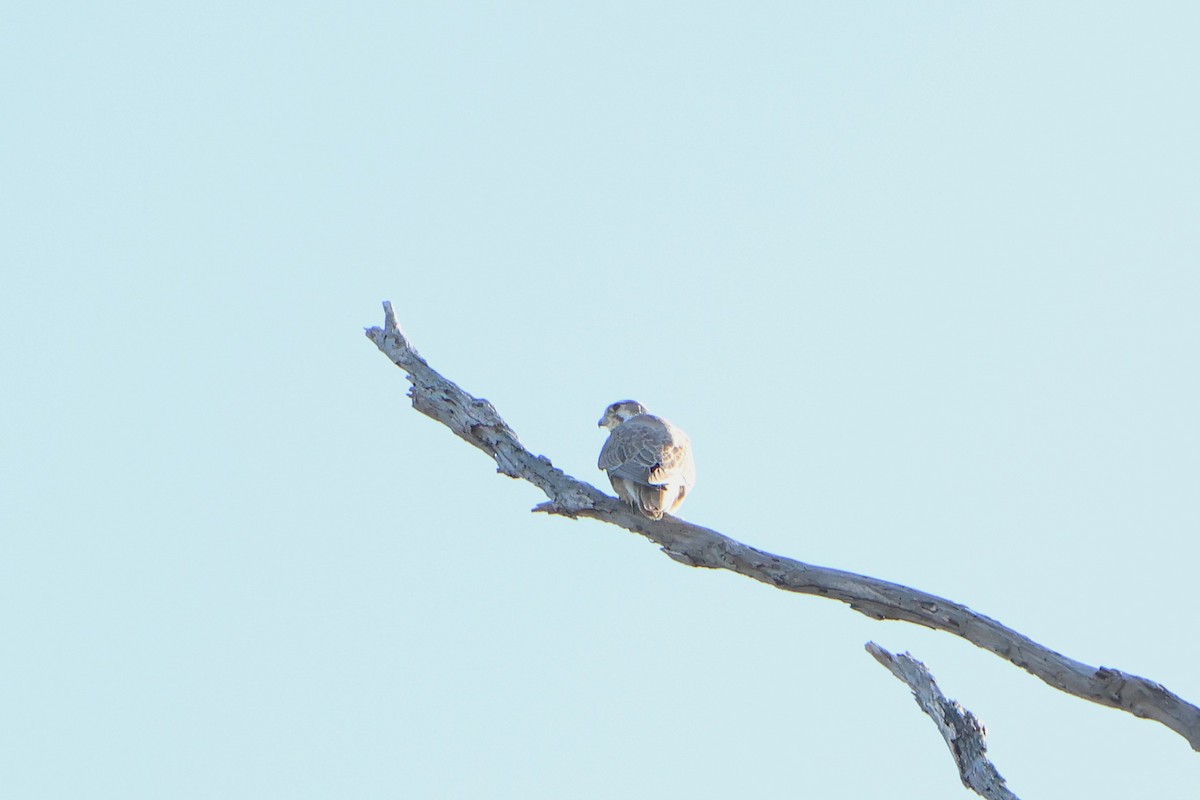 Prairie Falcon - ML646018020