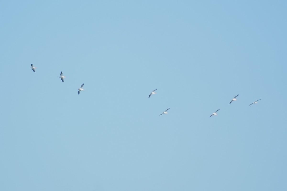 Pelícano Norteamericano - ML646018023