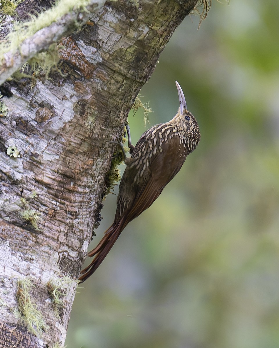 Spot-crowned Woodcreeper - ML646018024