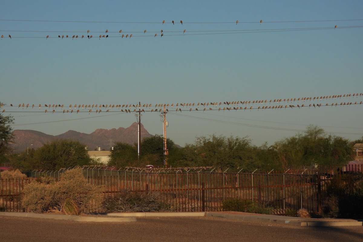 Mourning Dove - ML646018027