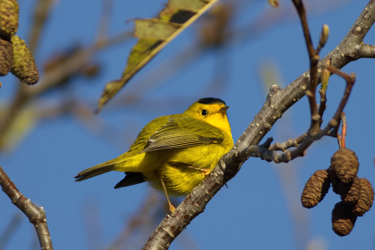 Wilson's Warbler - ML646018028