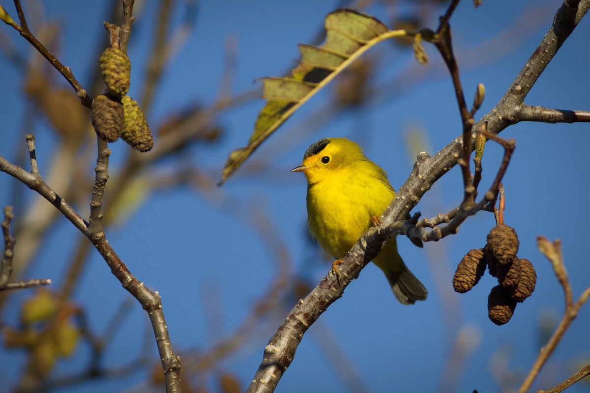 Wilson's Warbler - ML646018029