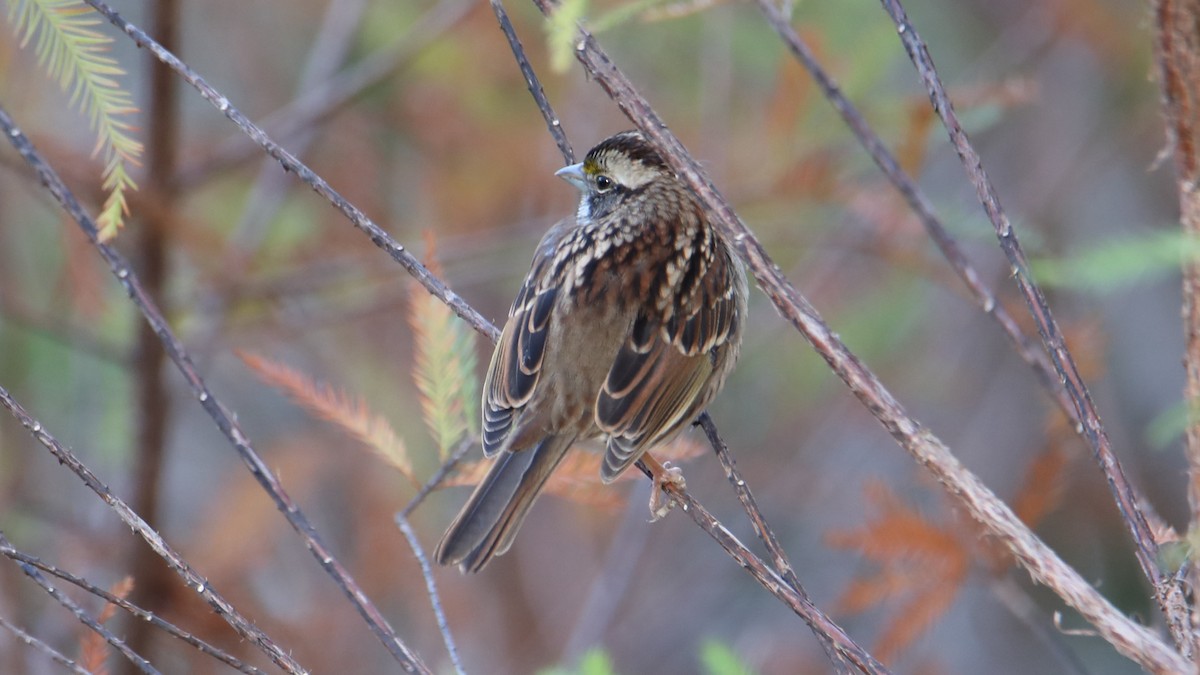 White-throated Sparrow - ML646018034