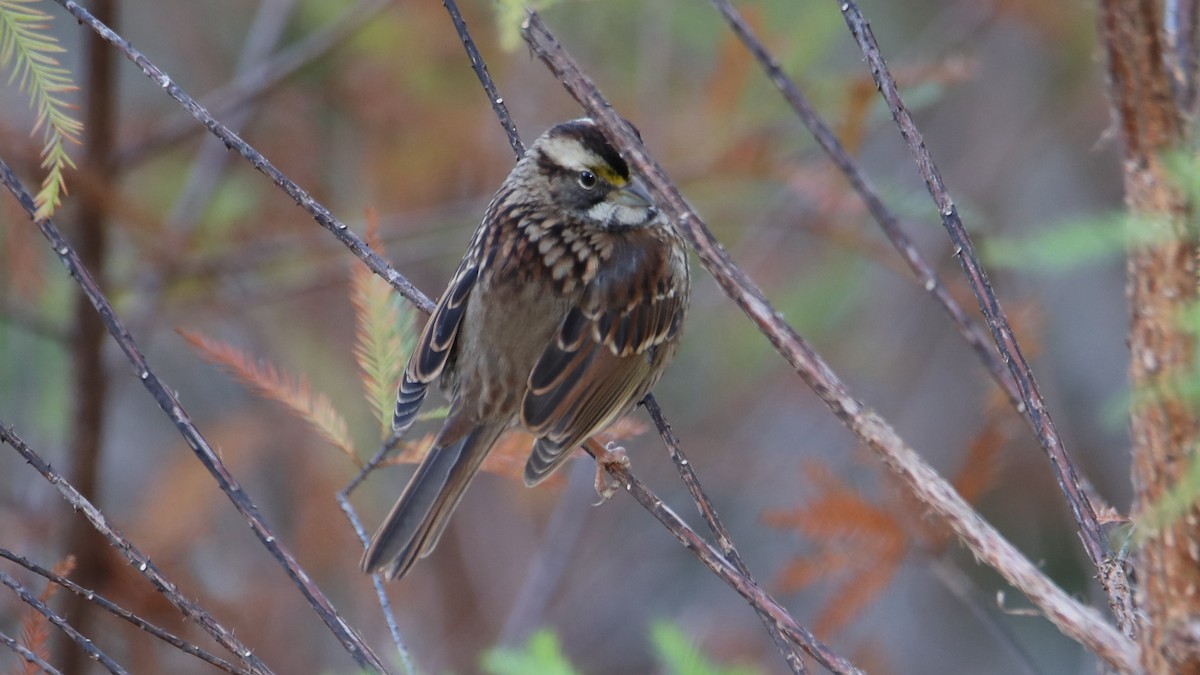 White-throated Sparrow - ML646018035