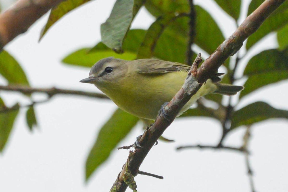 Vireo de Filadelfia - ML646018036