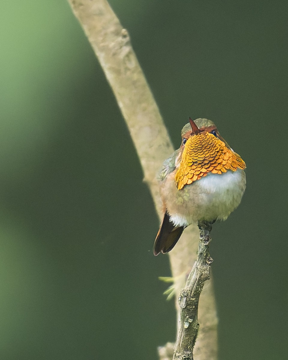 Scintillant Hummingbird - ML646018037