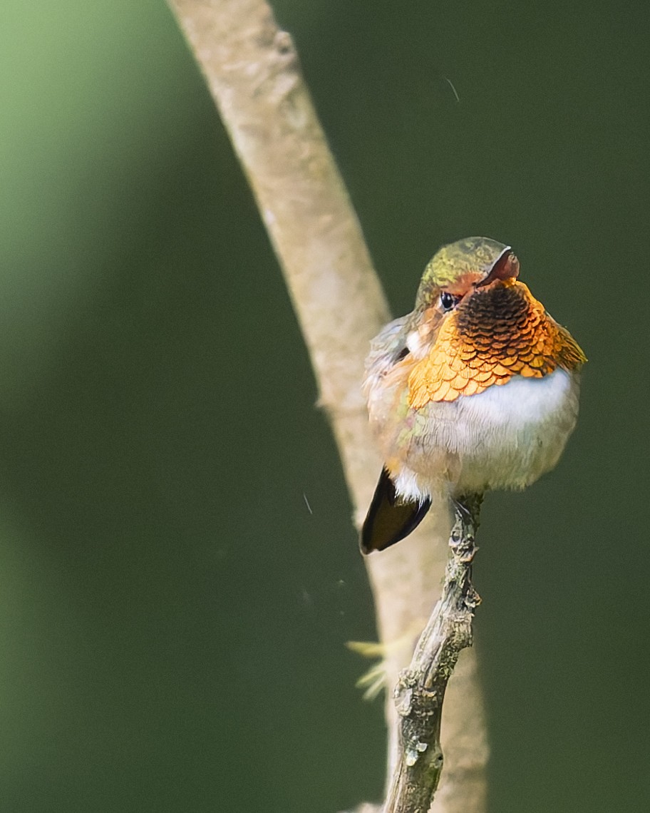 Scintillant Hummingbird - ML646018038