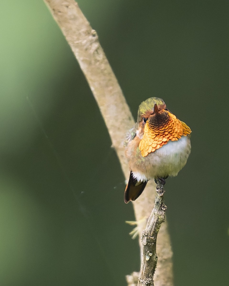 Scintillant Hummingbird - ML646018039