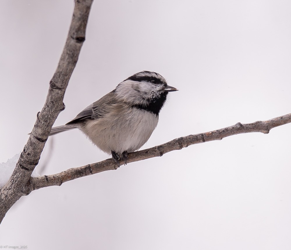 Mountain Chickadee - ML646018044