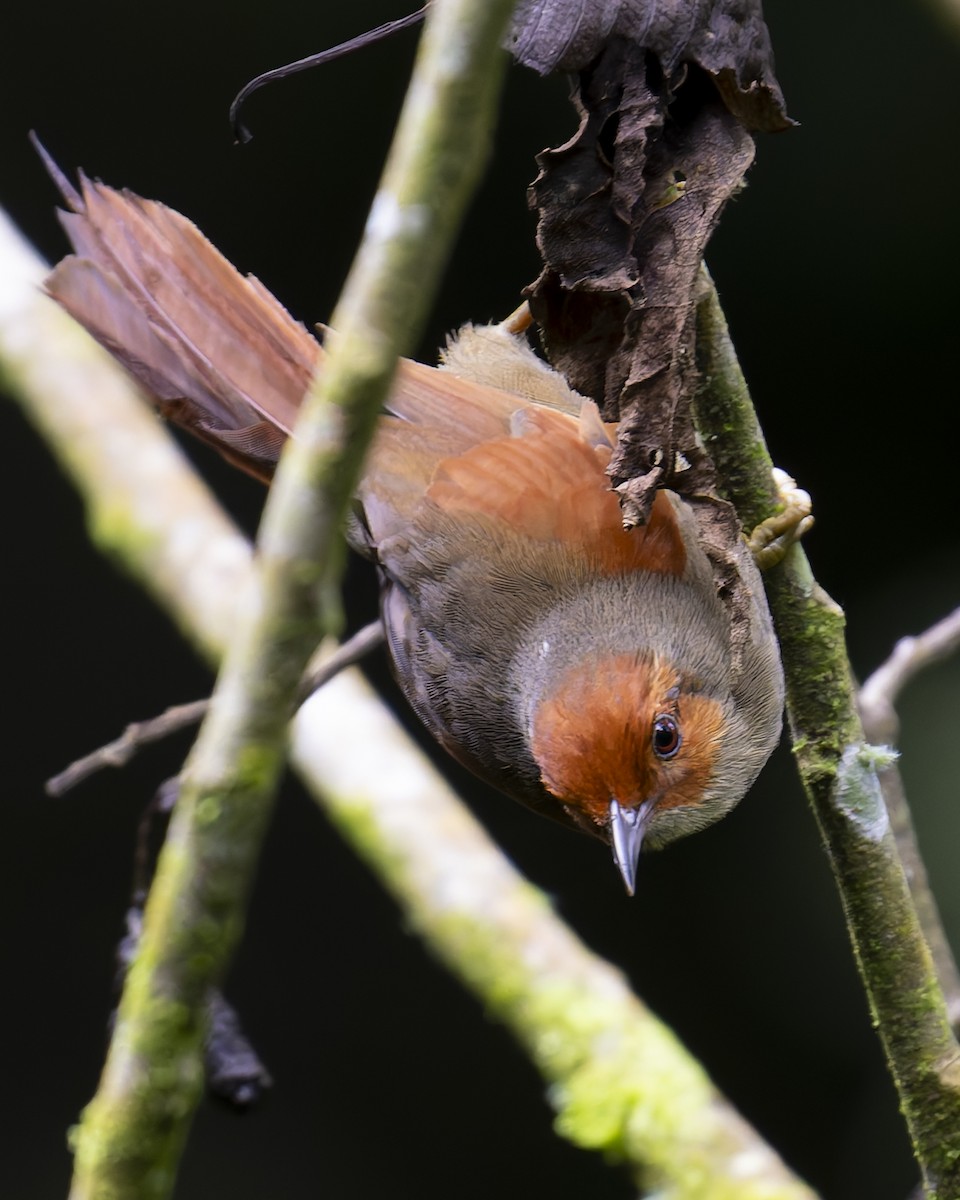 Red-faced Spinetail - ML646018045