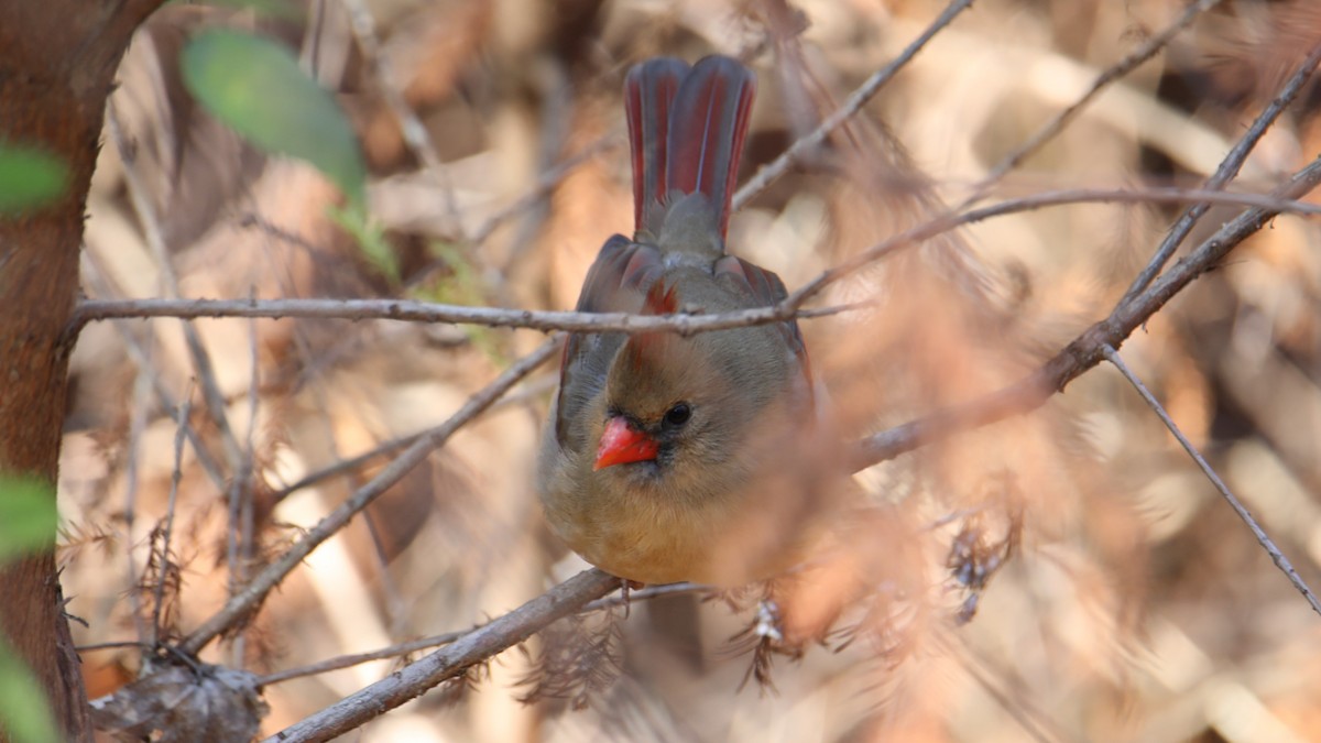 Northern Cardinal - ML646018051