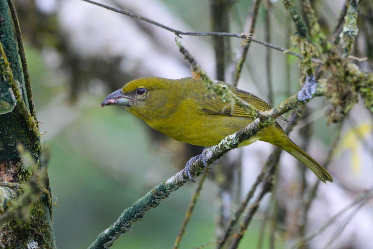Hepatic Tanager - ML646018052
