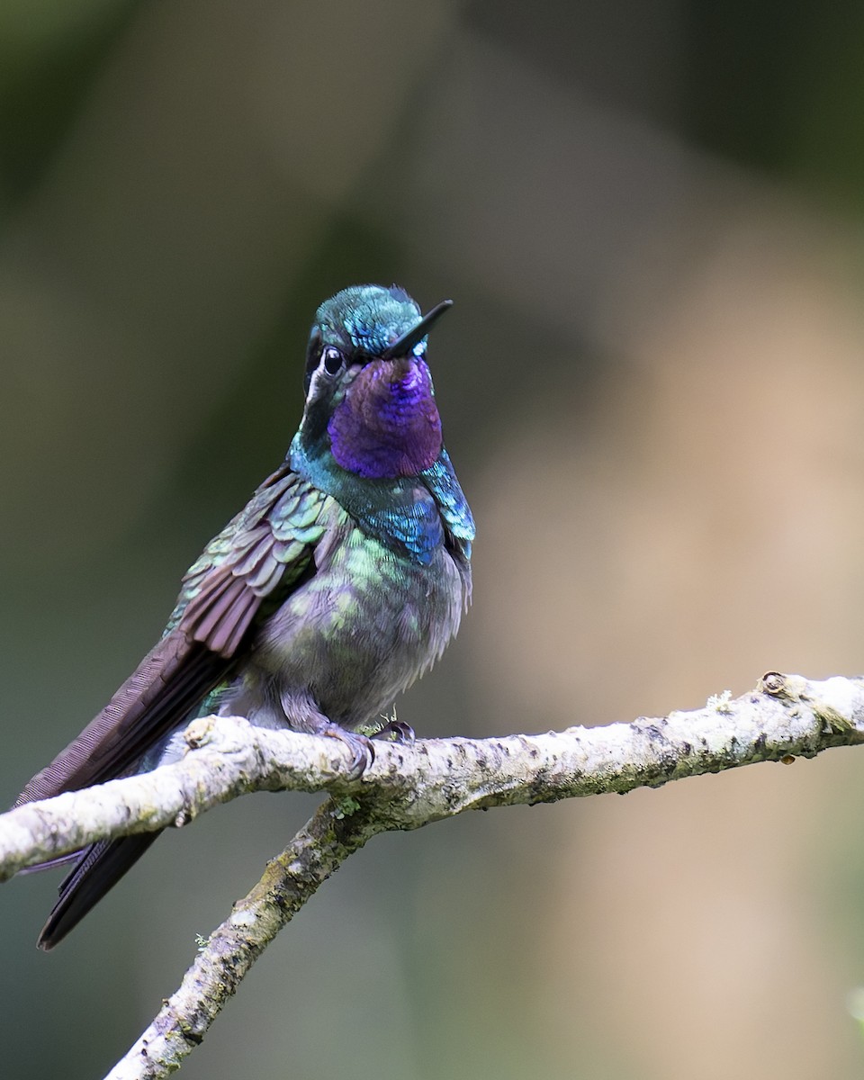 Mor Gerdanlı Dağmücevheri - ML646018053