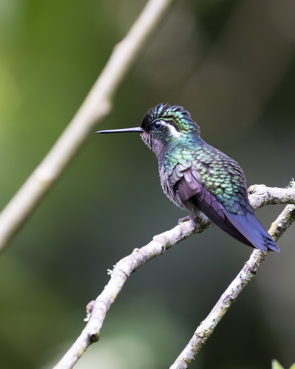 Mor Gerdanlı Dağmücevheri - ML646018054