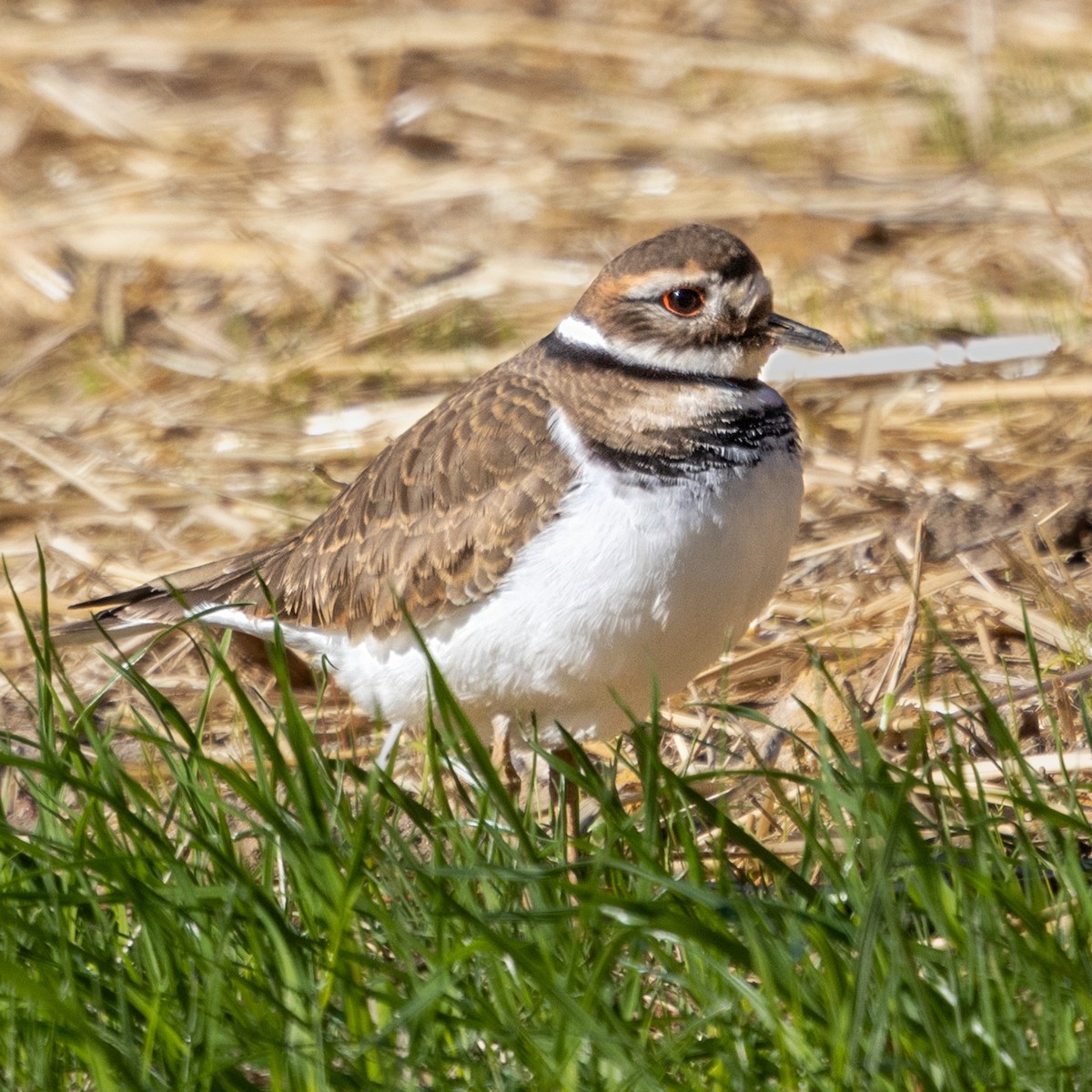 Killdeer - ML646018056