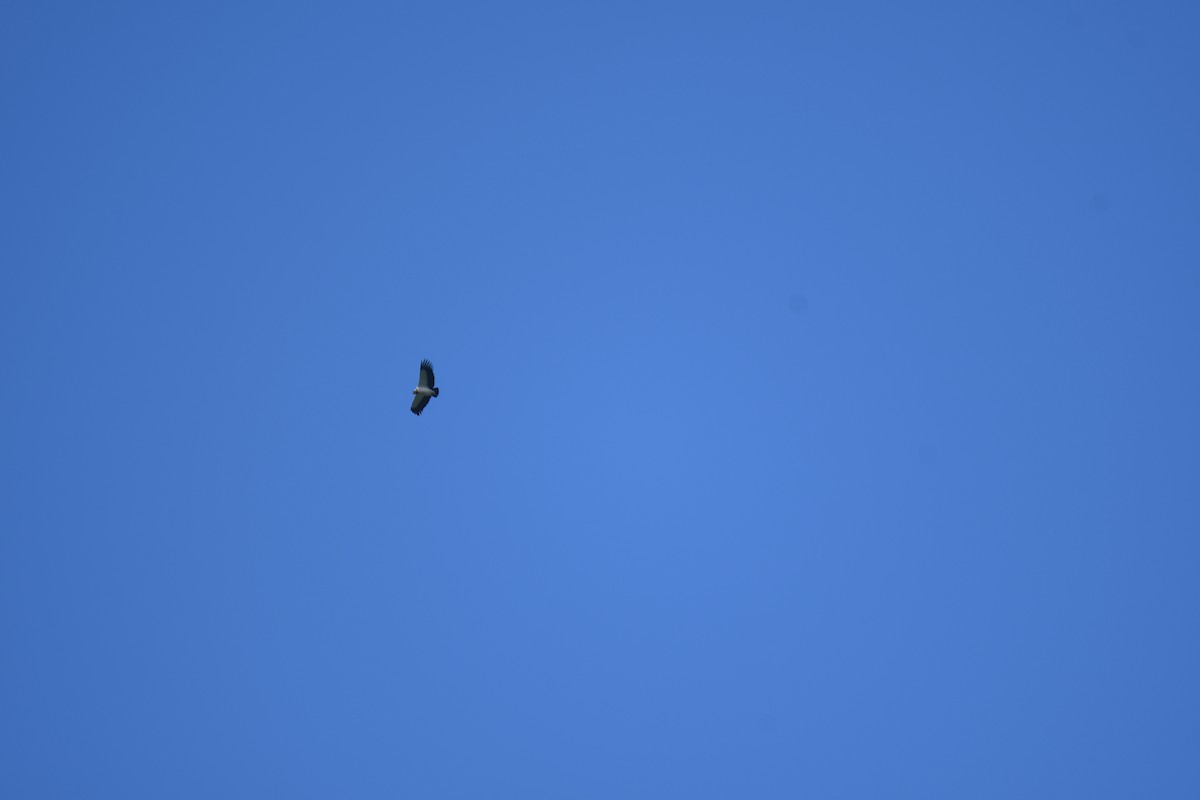 King Vulture - ML646018057