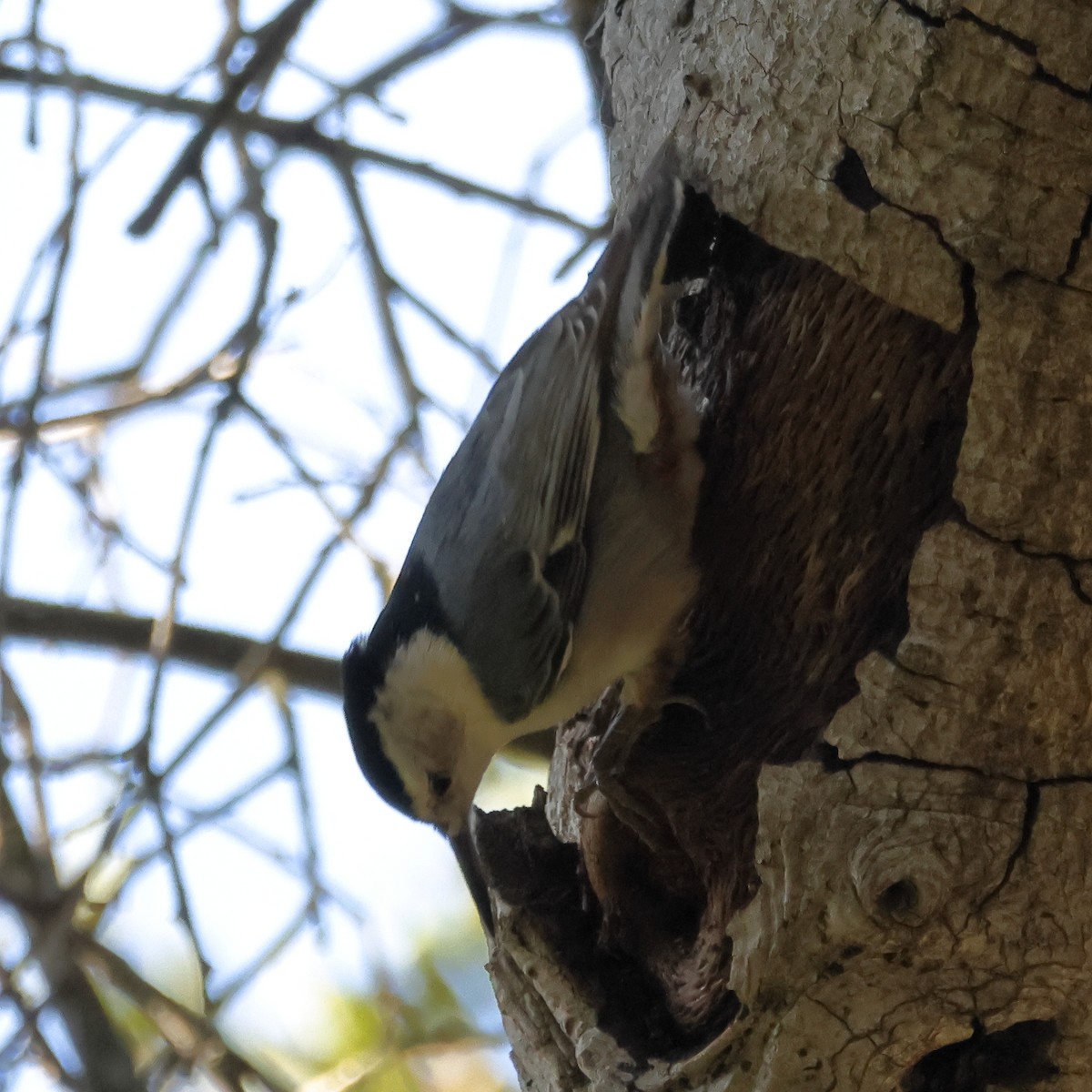 Sittelle à poitrine blanche - ML646018058
