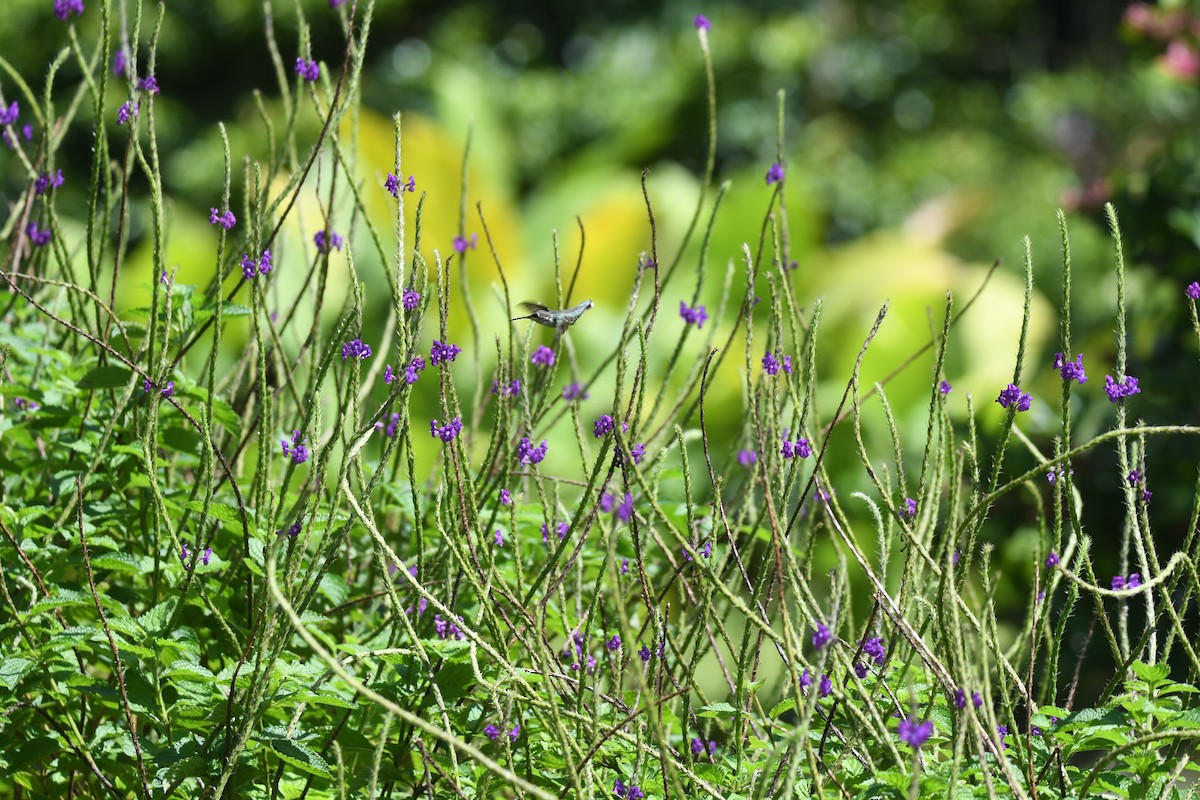Ruby-throated Hummingbird - ML646018065