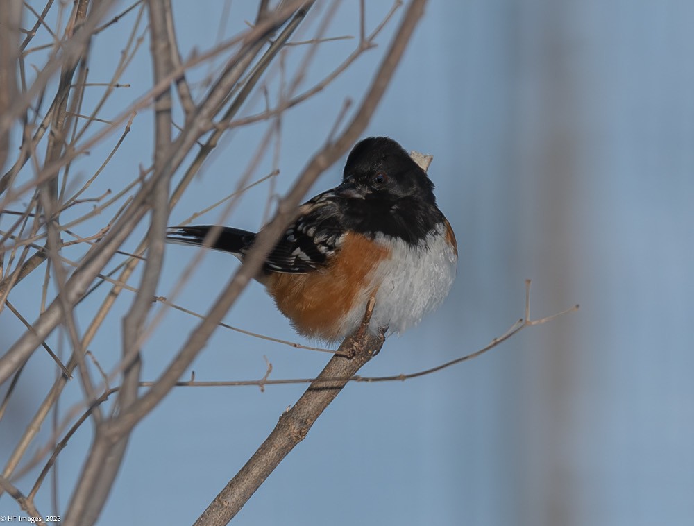 Spotted Towhee - ML646018073