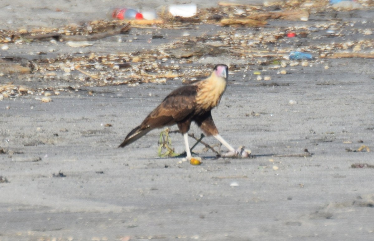 Crested Caracara - ML646018074
