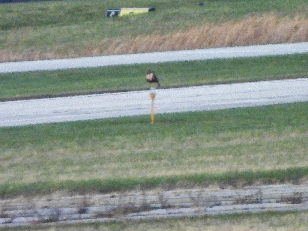 Red-tailed Hawk - ML646018075