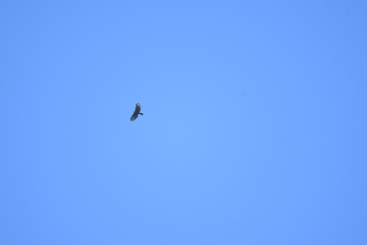 Ornate Hawk-Eagle - ML646018079