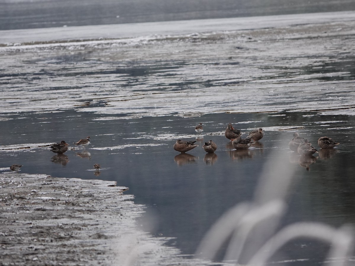 Northern Shoveler - ML646018083