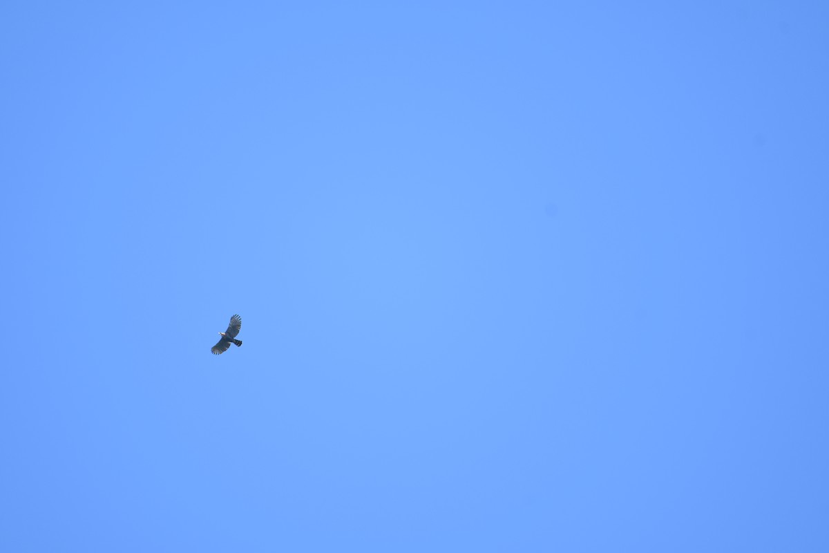 Ornate Hawk-Eagle - ML646018084