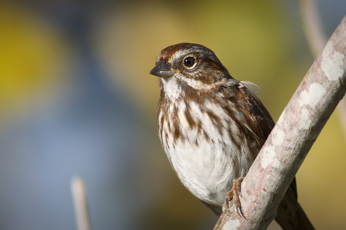 Song Sparrow - ML646018085