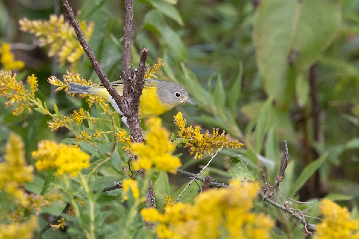 Nashville Warbler - ML646018086