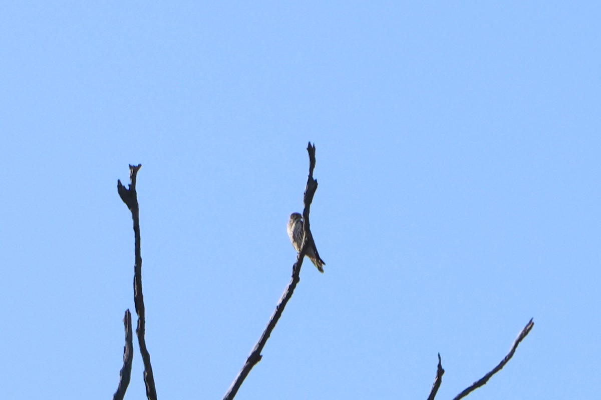 Prairie Falcon - ML646018088