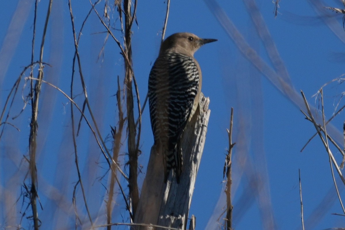 Gila Woodpecker - ML646018089