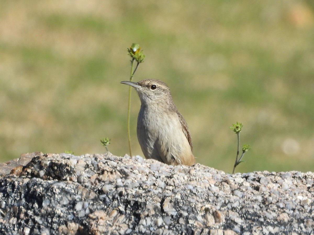 Rock Wren - ML646018092