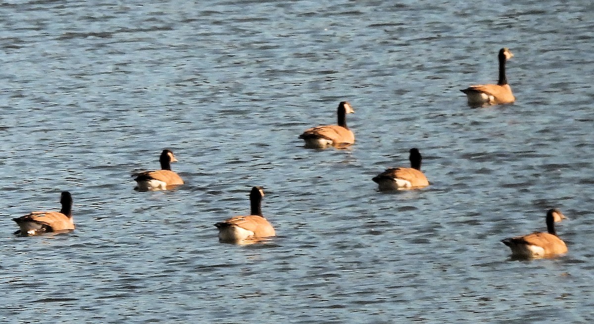 Canada Goose - ML646018094