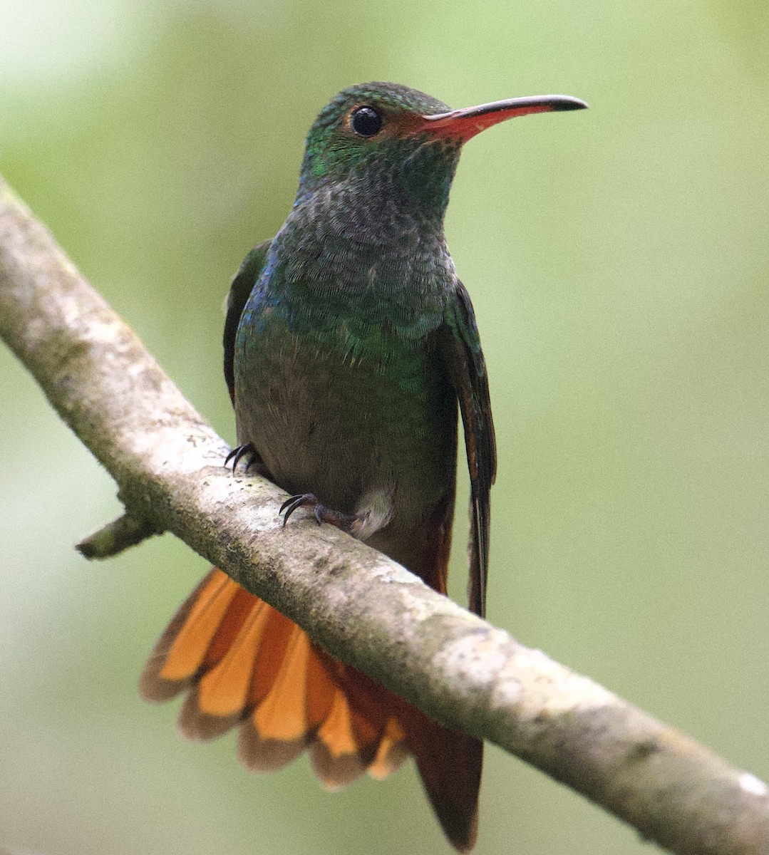 Rufous-tailed Hummingbird - ML646018095
