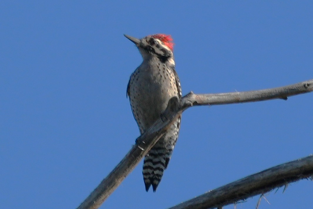 Ladder-backed Woodpecker - ML646018098