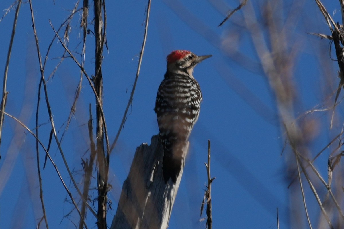 Ladder-backed Woodpecker - ML646018099