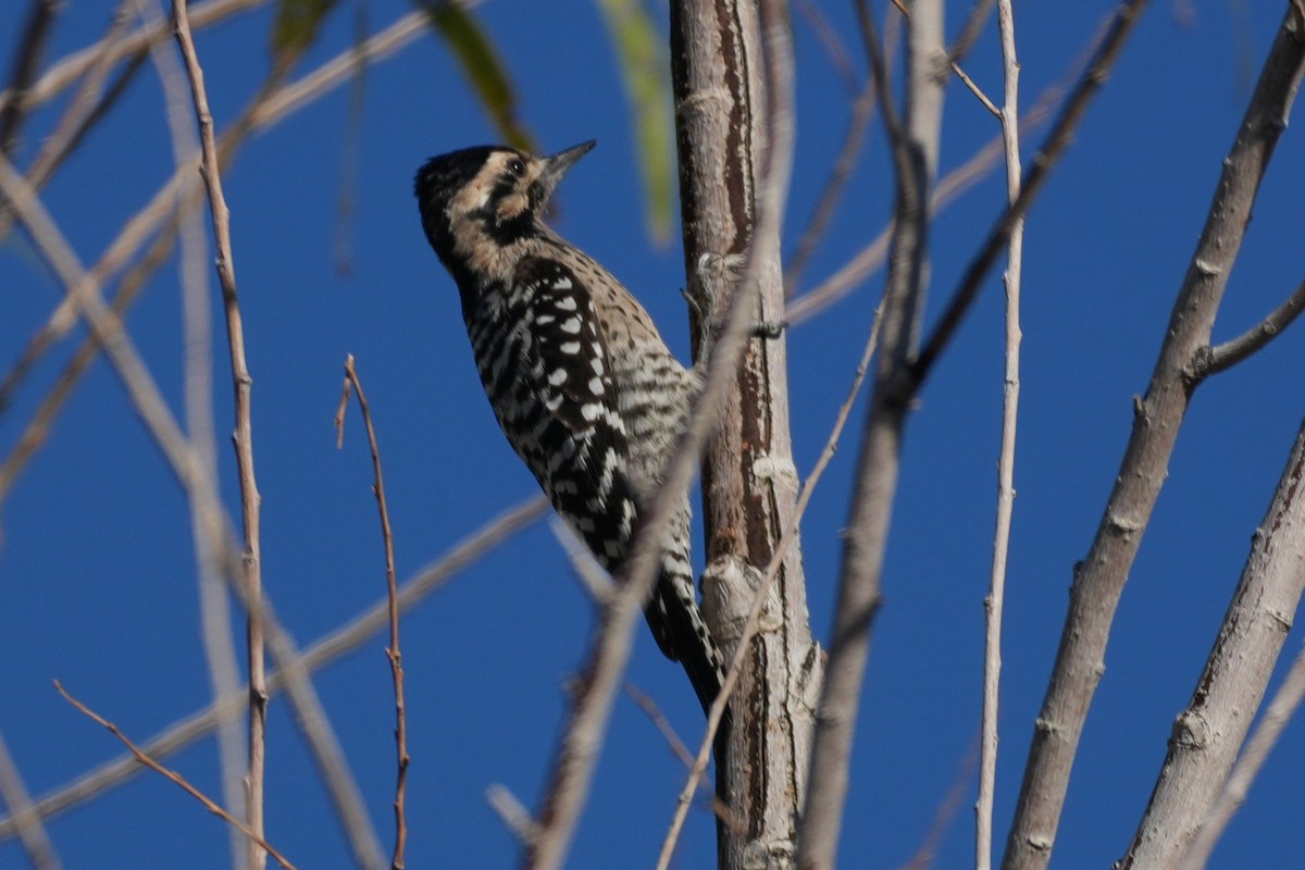 Ladder-backed Woodpecker - ML646018100