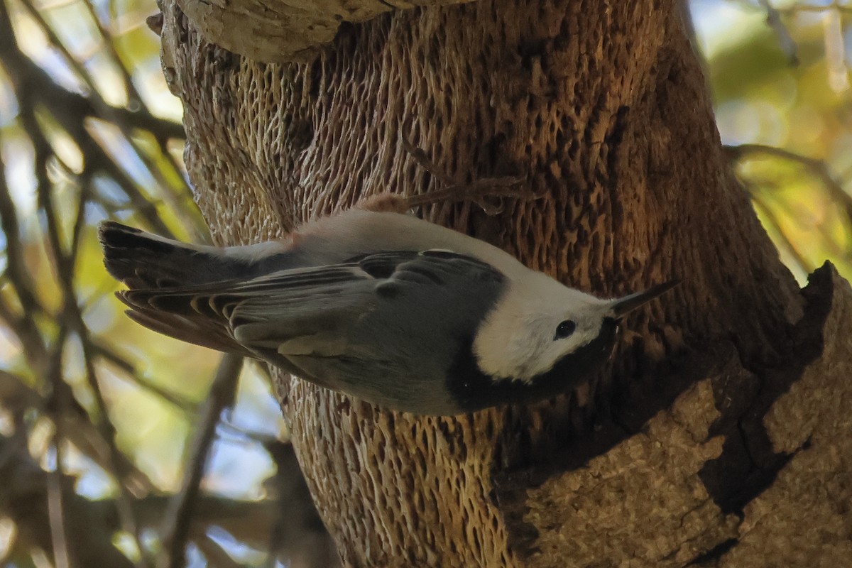 White-breasted Nuthatch - ML646018101