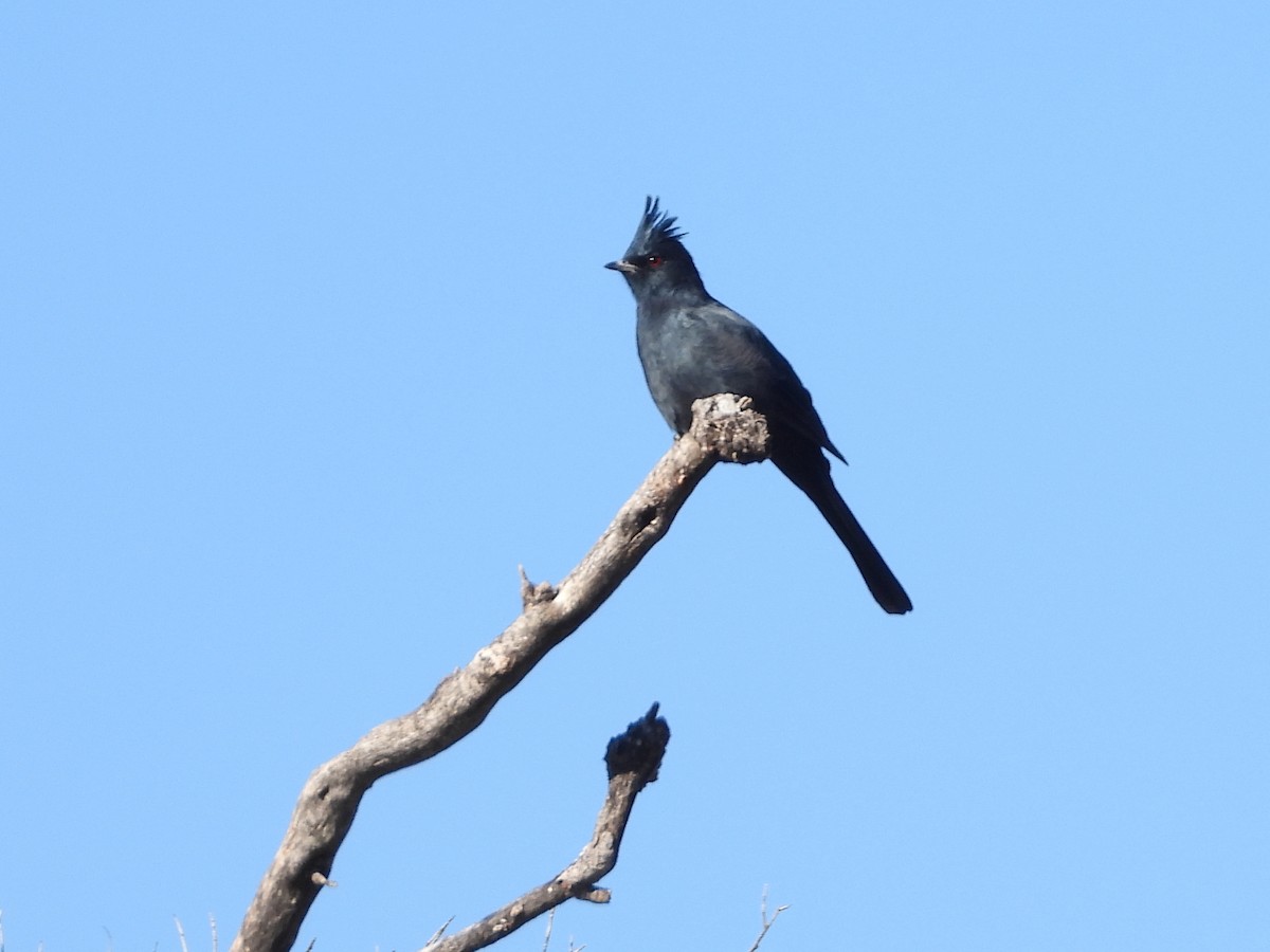 Phainopepla - ML646018102